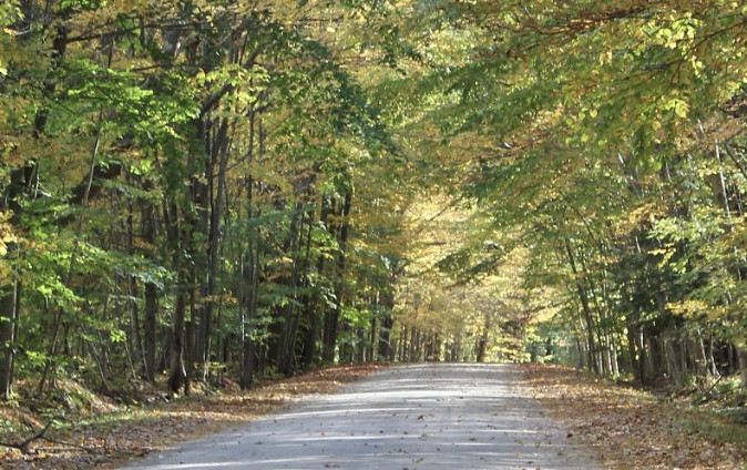 a dirt road going through a tunnel of trees in autumn